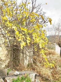 Αμιράς, Βιαννός (Ν. Ηρακλείου)