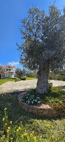 Μαγούλα, Ερέτρια (Εύβοια)