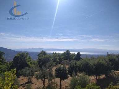 Αμάρυνθος (Εύβοια)