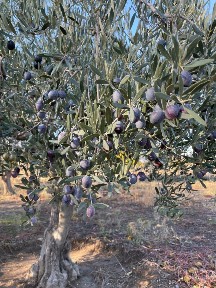 Μονοκατοικία, 30τ. μ.