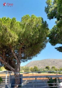 Λαγονήσι, Καλύβια Θορικού (Υπόλοιπο Αττικής)