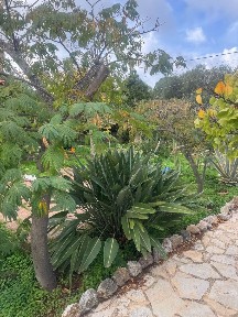 Θυμάρι, Παλαιά Φώκαια (Υπόλοιπο Αττικής)