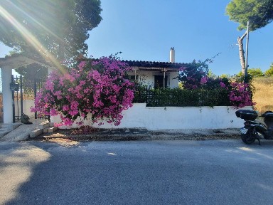 Ήμερος Πεύκος, Σπάτα (Αθήνα - Ανατολικά Προάστια), Ονείρων, Βένια 19004