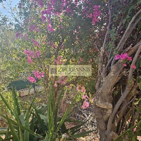 Αρτέμιδα (Λούτσα) (Αθήνα - Ανατολικά Προάστια)