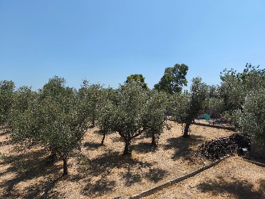 Πολιτικά, Μεσσαπία (Εύβοια), Ανθέων, Δίρφυς-Μεσάπια 34400