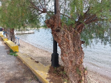Λευκαντί, Ληλάντιο (Εύβοια)