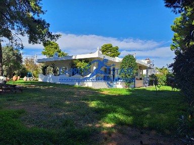 Ζούμπερι, Νέα Μάκρη (Αθήνα - Ανατολικά Προάστια)