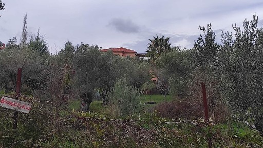 Νησέλια, Λέσβος - Μυτιλήνη (Ν. Λέσβου), Παράκαμψη Παναγιούδας-Παμφίλων, Λέσβος 81150