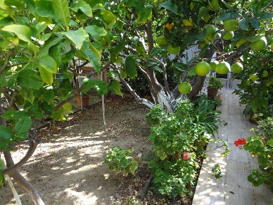 Όρμος Κορθίου, Άνδρος (Κυκλάδες), Όρμος Κορθίου ΑΝΔΡΟΣ