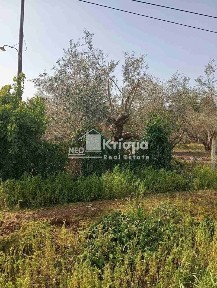 Αλφειός, Πύργος (Ηλεία)