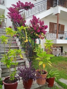 Νέα Καλλικράτεια, Καλλικράτεια (Χαλκιδική)