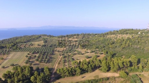 Παλιούρι, Παλλήνη (Χαλκιδική)