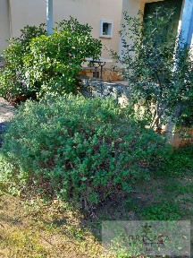 Κέντρο, Αίγινα (Νησιά Αργοσαρωνικού)