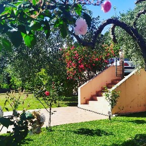 Αγριοβότανο, Αρτεμίσιο (Εύβοια), Εύβοια, Αρτεμίσιο