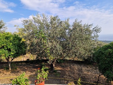 Ταξιάρχες (Καγιάνι), Λέσβος - Μυτιλήνη (Ν. Λέσβου), Στεργίου Αποστόλου, 811 50 Μυτιλήνη