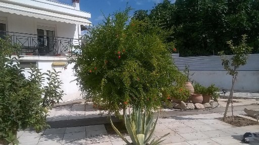 Γιάλτρα, Αιδηψός (Εύβοια), Επ. Οδός 29-Αιδηψού-Λιχάδας, 343 00 Αιδηψός