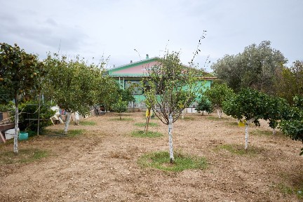 Αμάνη, Χίος (Ν. Χίου), Koskinas, Koskinas 82103