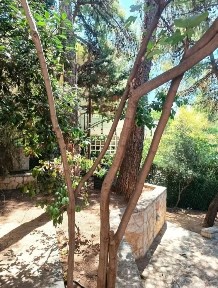 Μεζονέτα, 223τ. μ.